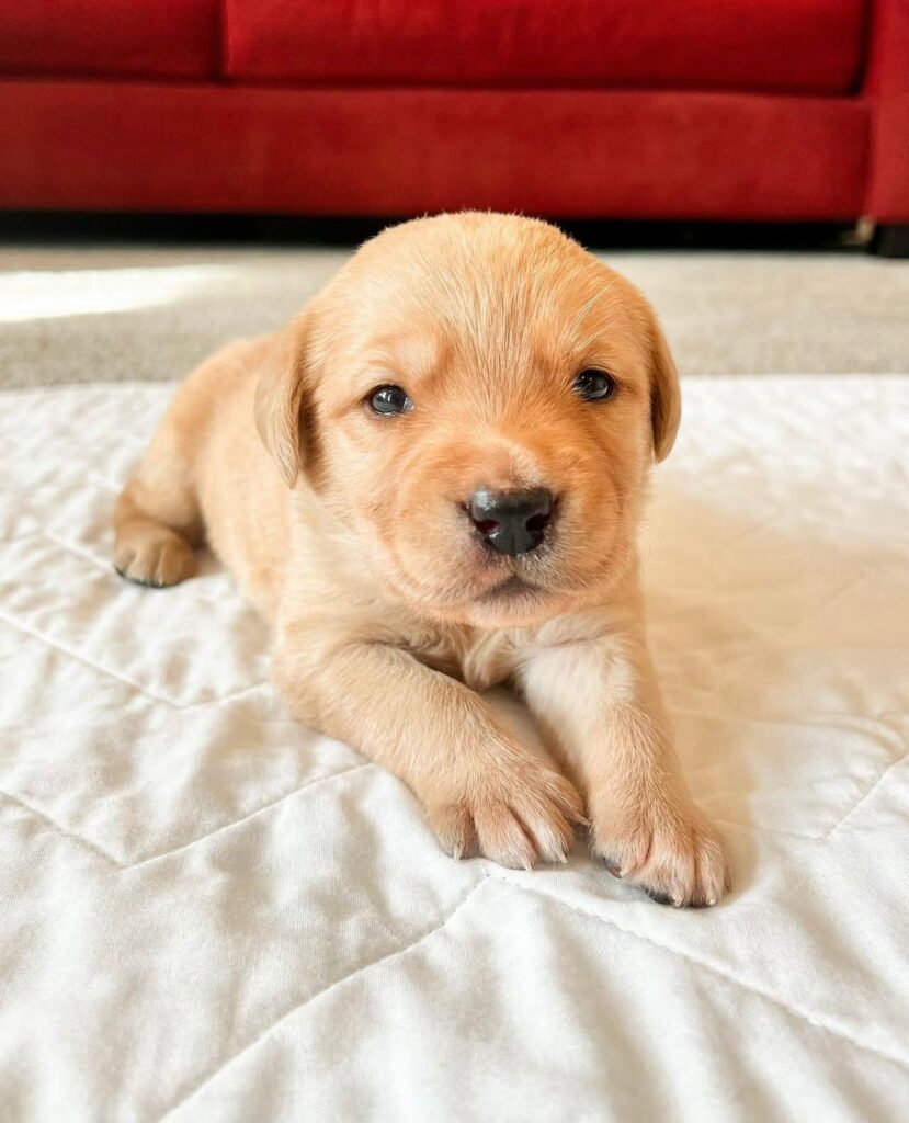 Labrador Puppies