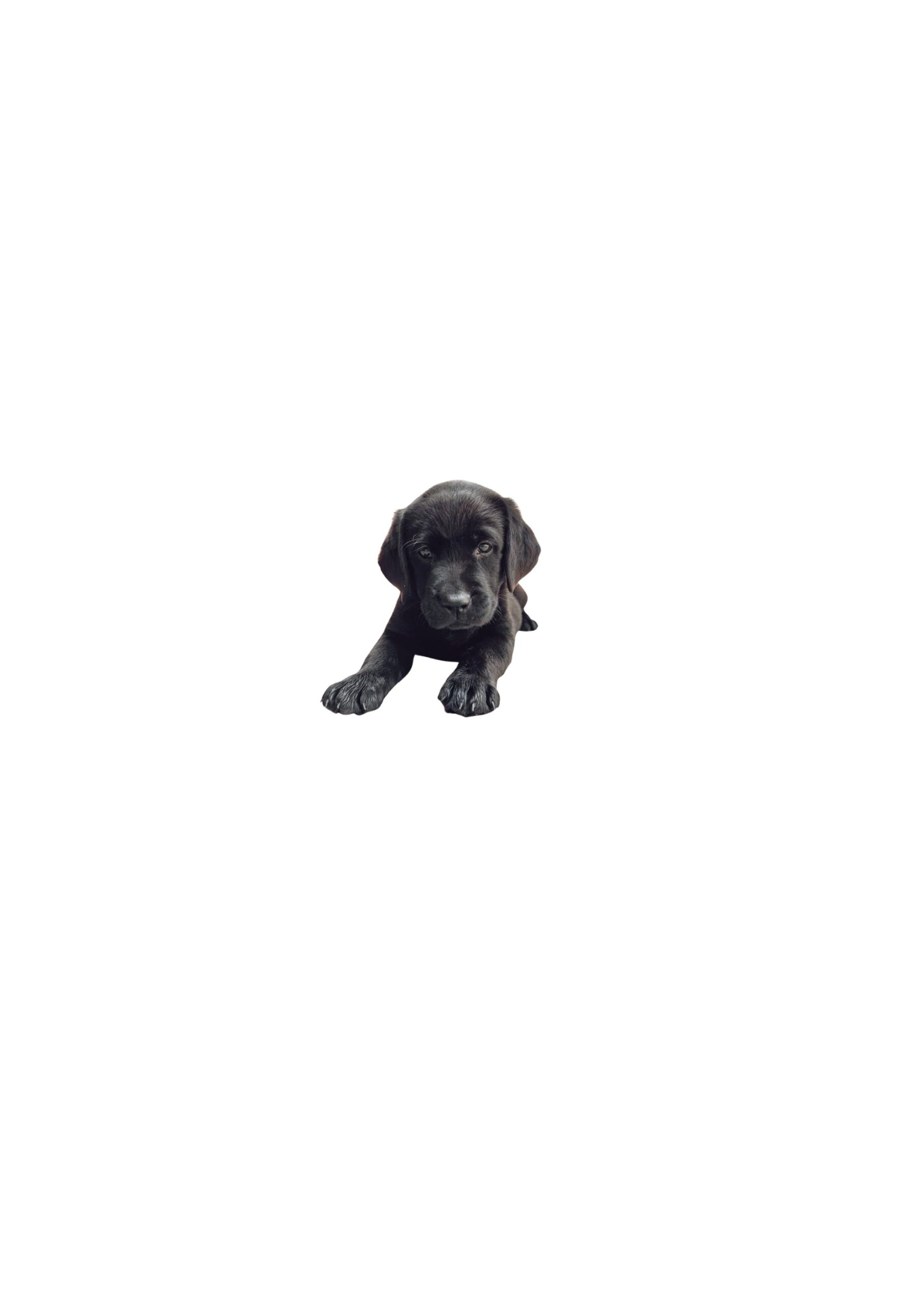 black-labrador